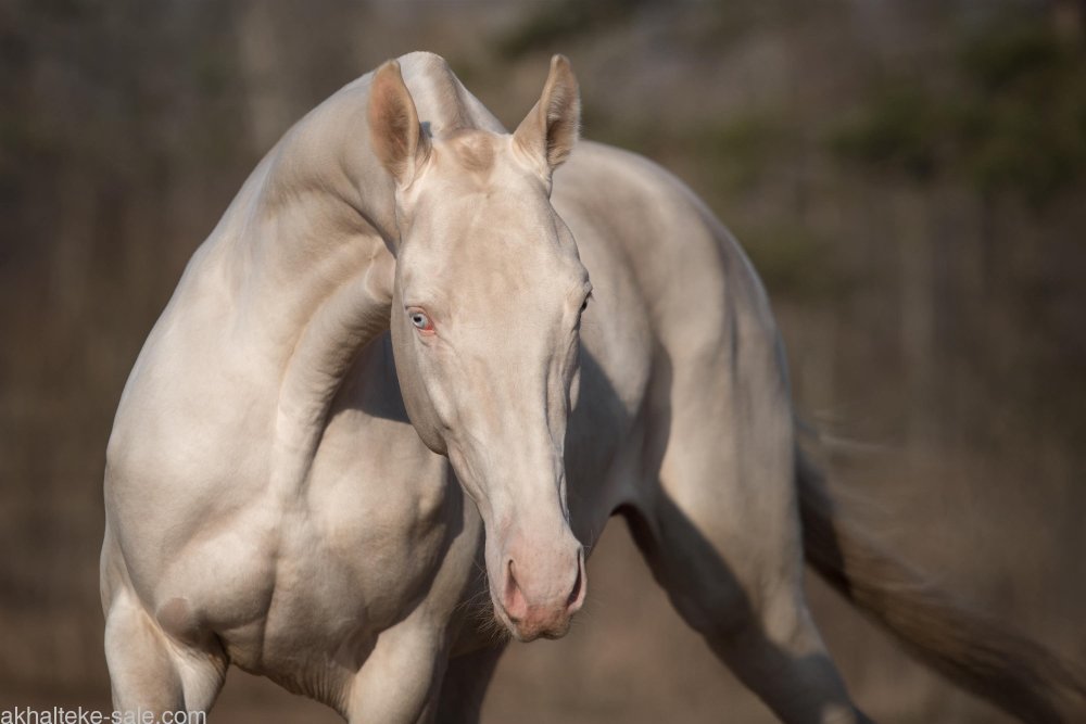 Изабелловая масть ахалтекинец