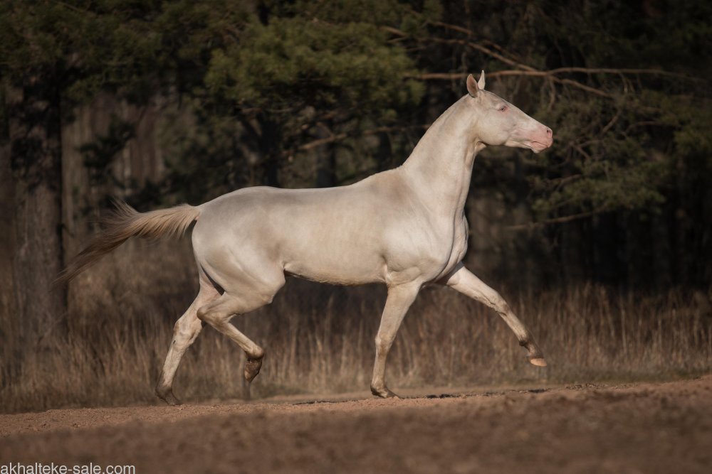 Ахалтекинский жеребец Мураз