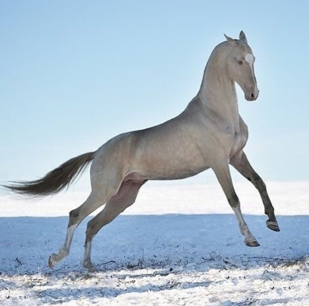 Ахалтекинская Изабелловая