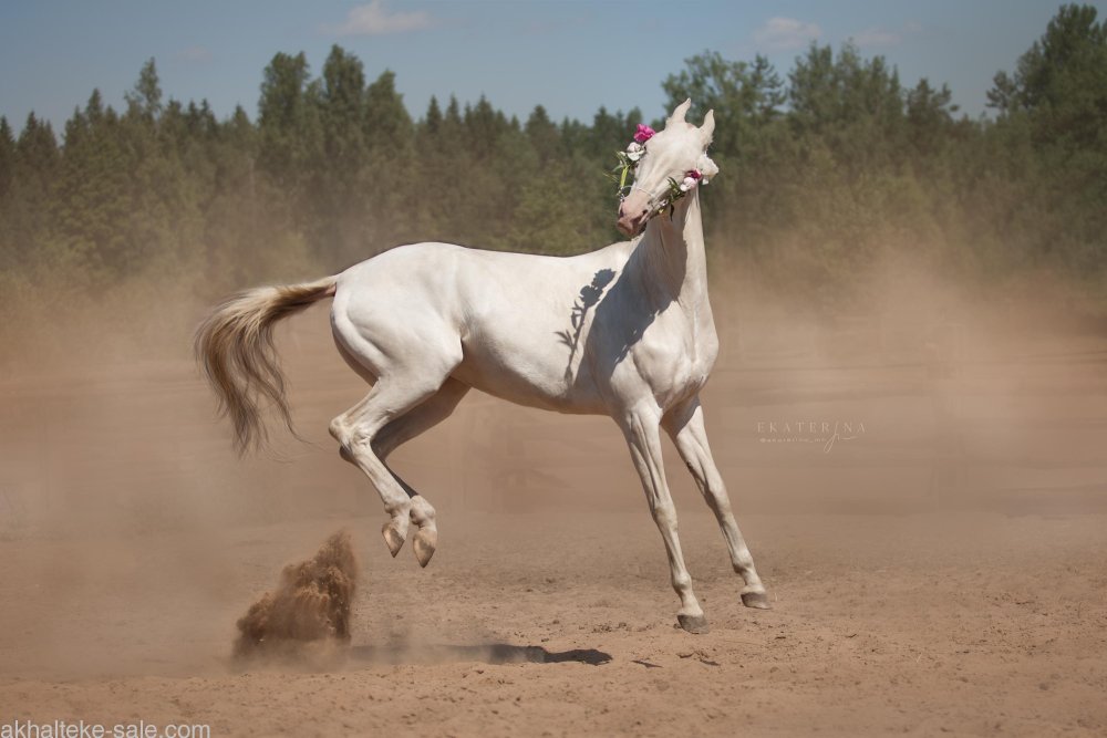 Изабелловая пегая лошадь