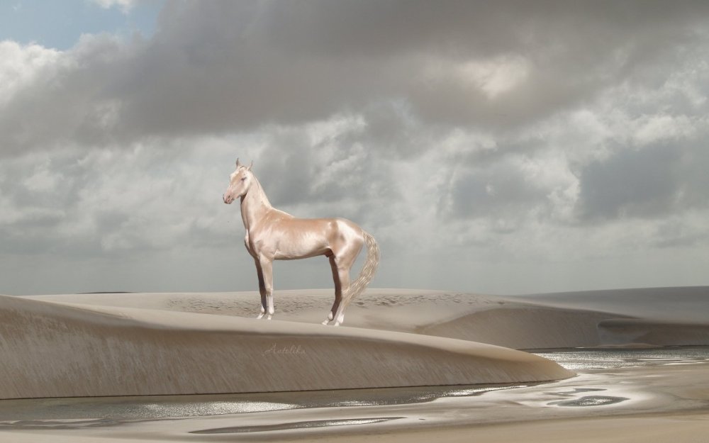 Ахалтекинец лошадь изабелловой масти