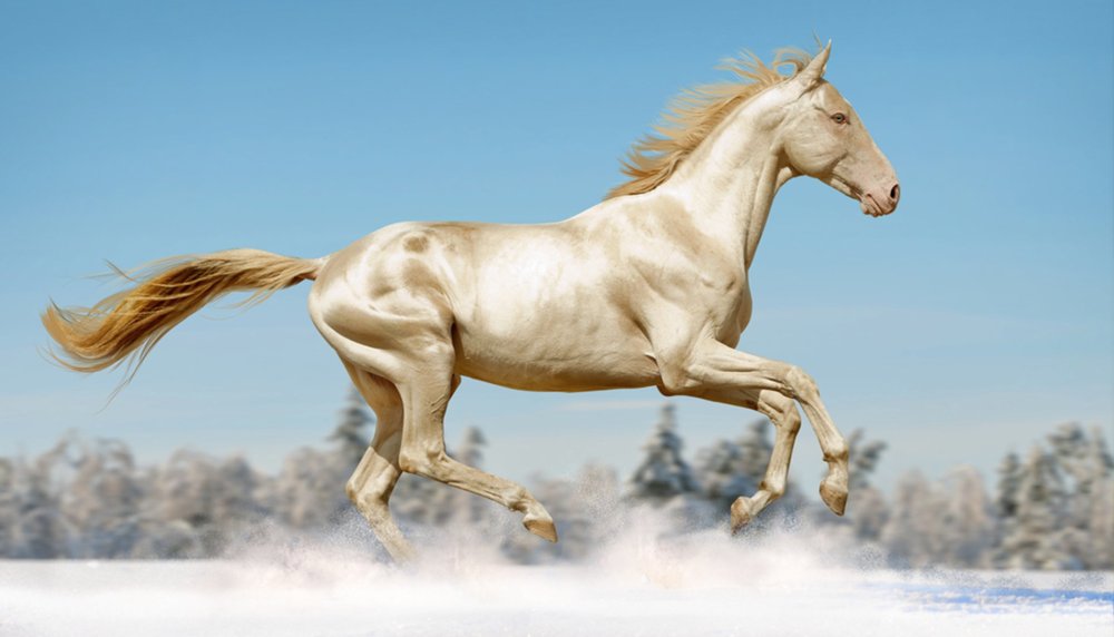 Ахалтекинская Изабелловая