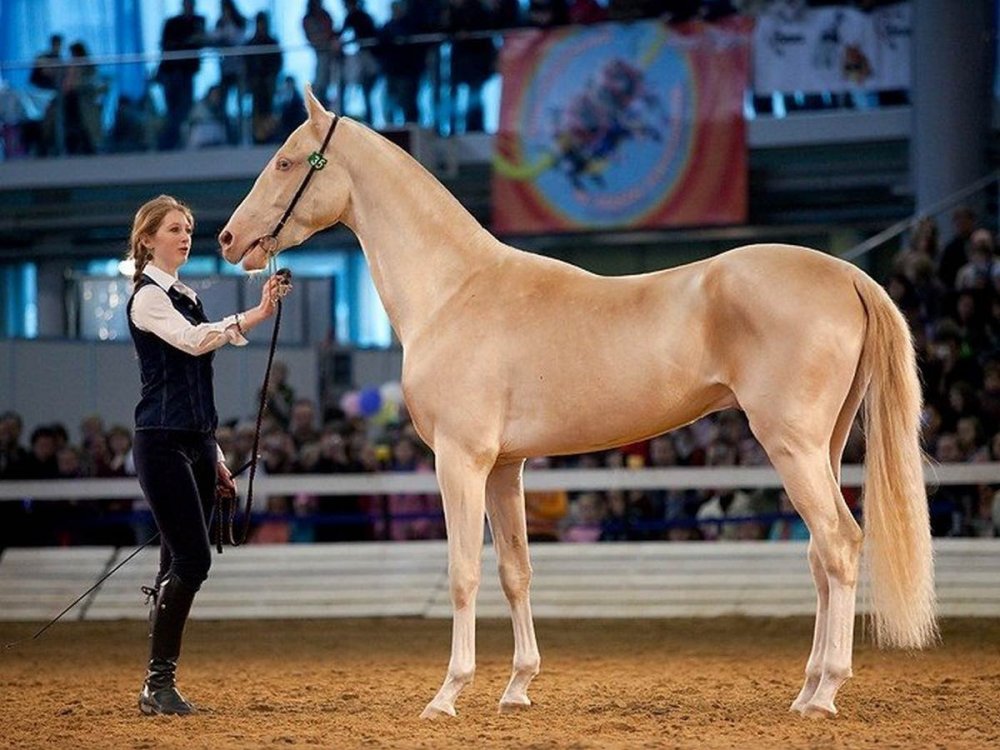 Ахалтекинская Изабелловая
