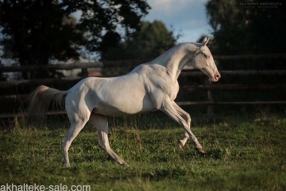 Ахалтекинец изабелловой масти