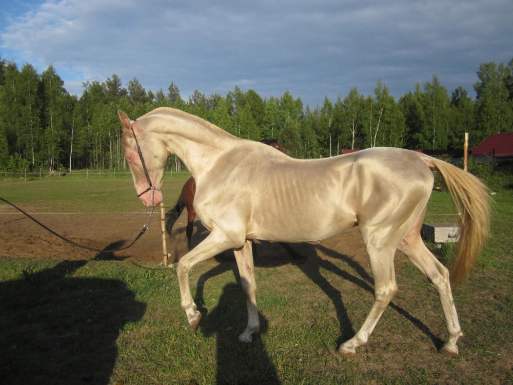 Ахалтекинская лошадь золотой масти