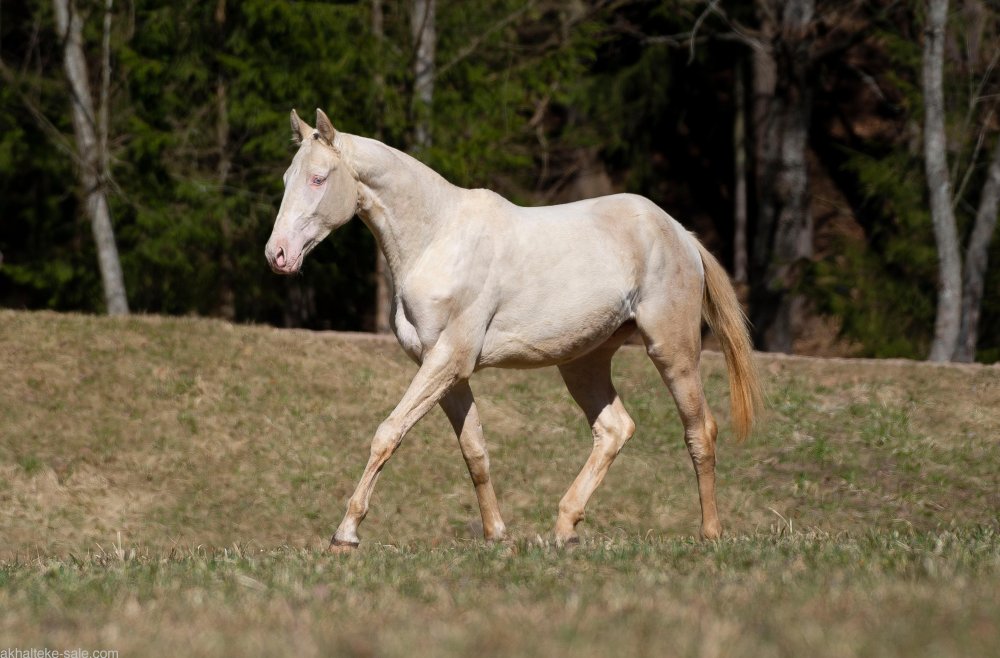 Пегий ахалтекинец