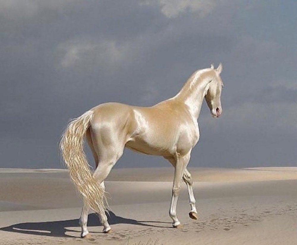 Изабелловая порода