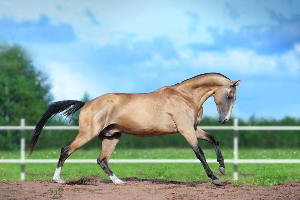 Ахалтекинская порода лошадей