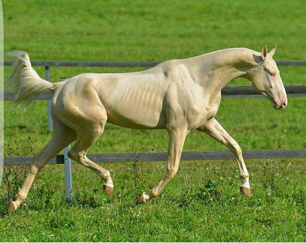 Ахалтекинская Изабелловая масть
