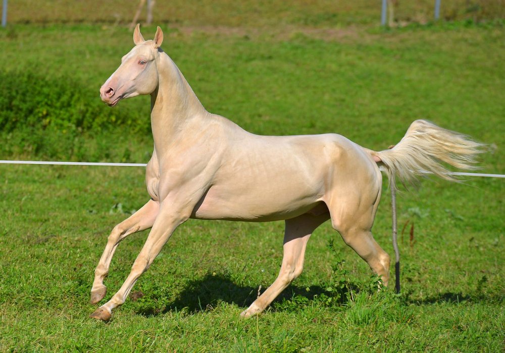 Ахалтекинская порода лошадей