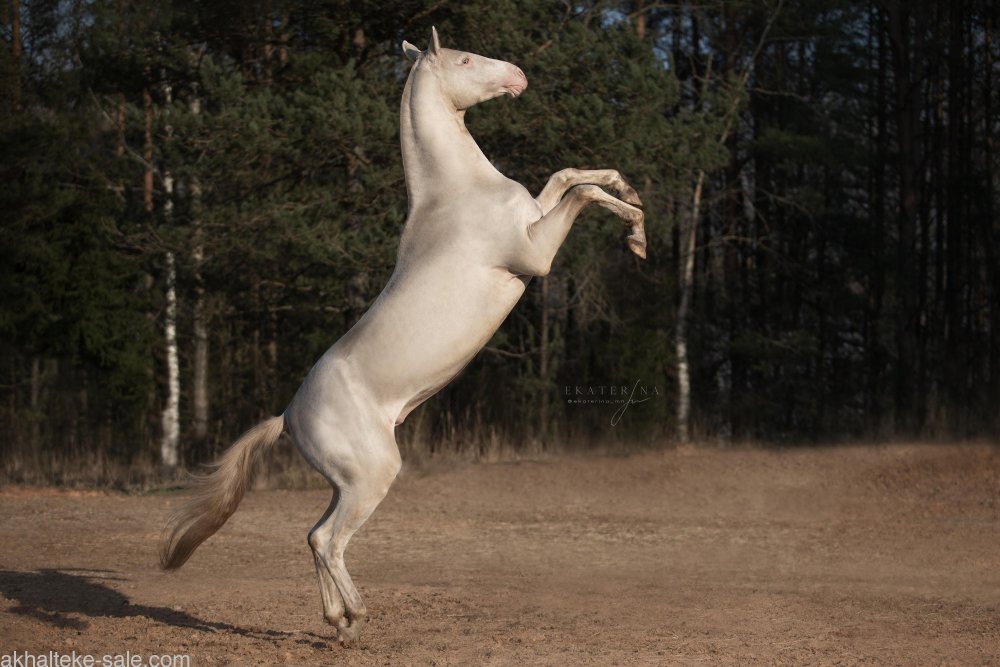 Мураз лошадь Ахалтекинская