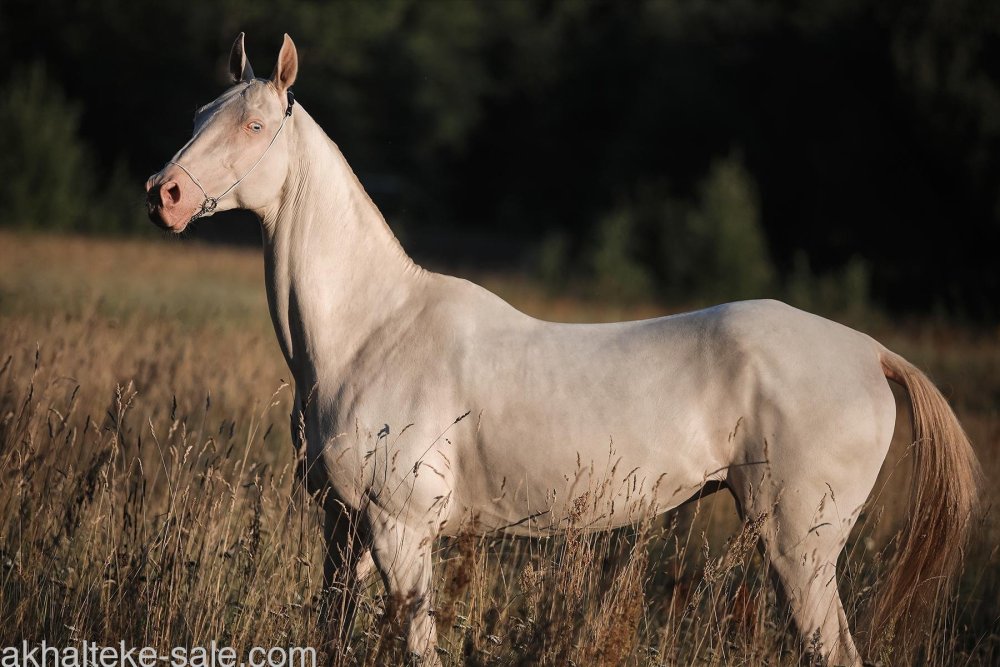 АК Гез Ахалтекинская лошадь