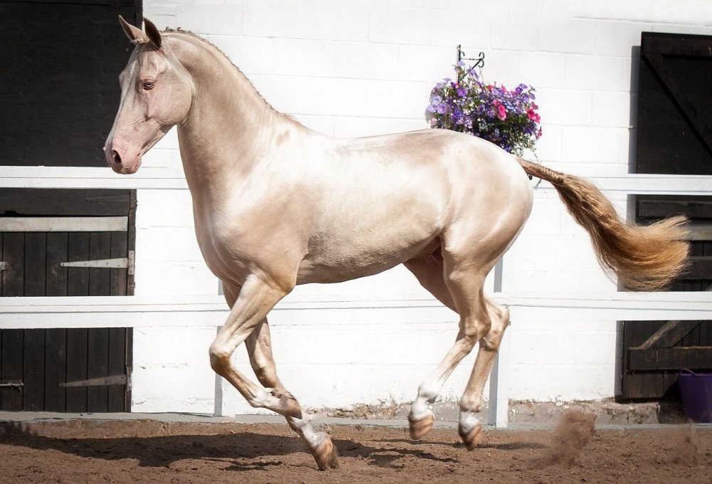 Ахалтекинская порода лошадей