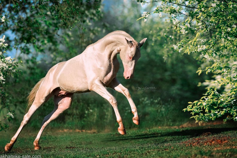 Ахалтекинская лошадь розовая