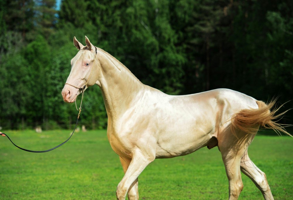 Ахалтекинская Изабелловая