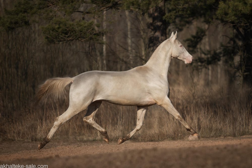 Ахалтекинская Изабелловая чëрная
