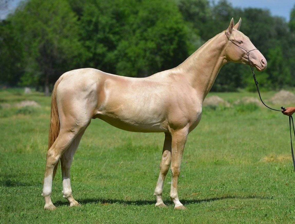 Лошади породы Ахалтекинская Изабелловая
