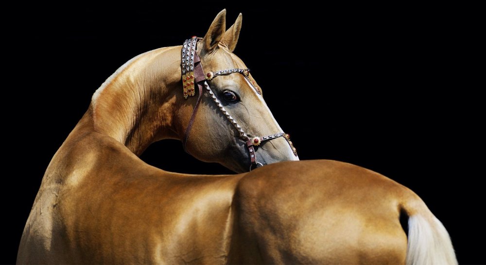 Артур Бабаев Ахалтекинцы