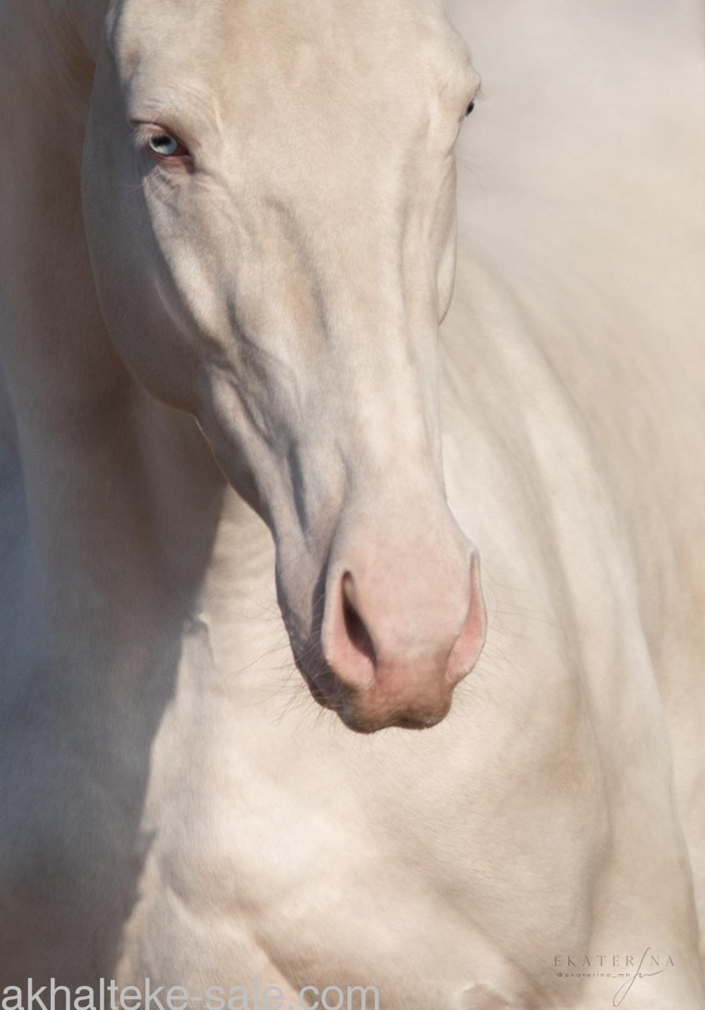 Мураз лошадь Ахалтекинская