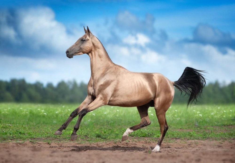 Ахалтекинская лошадь гнедая