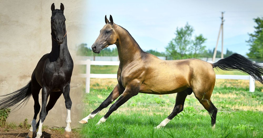 Буланый мерин