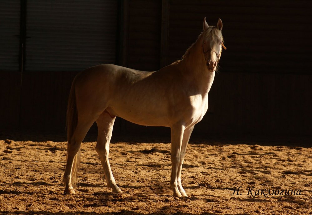 Изабелловые Ахалтекинцы