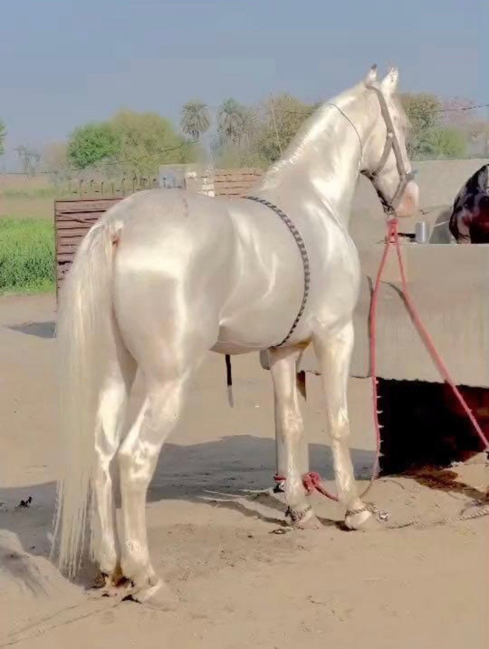 Дорожная лошадь