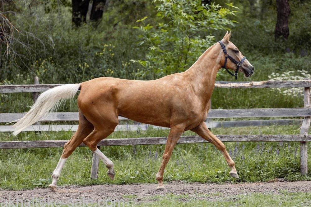 Чистокровные лошади