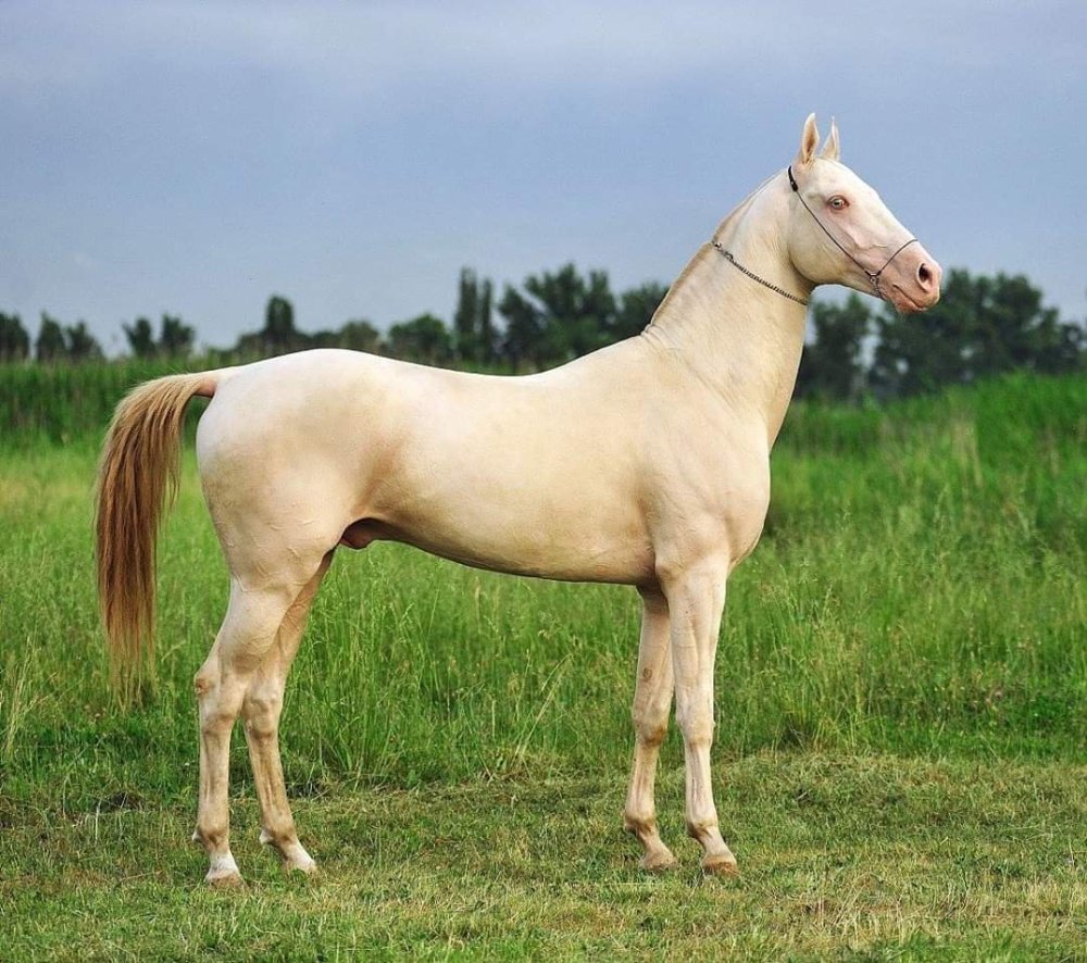 Перлино масть лошади