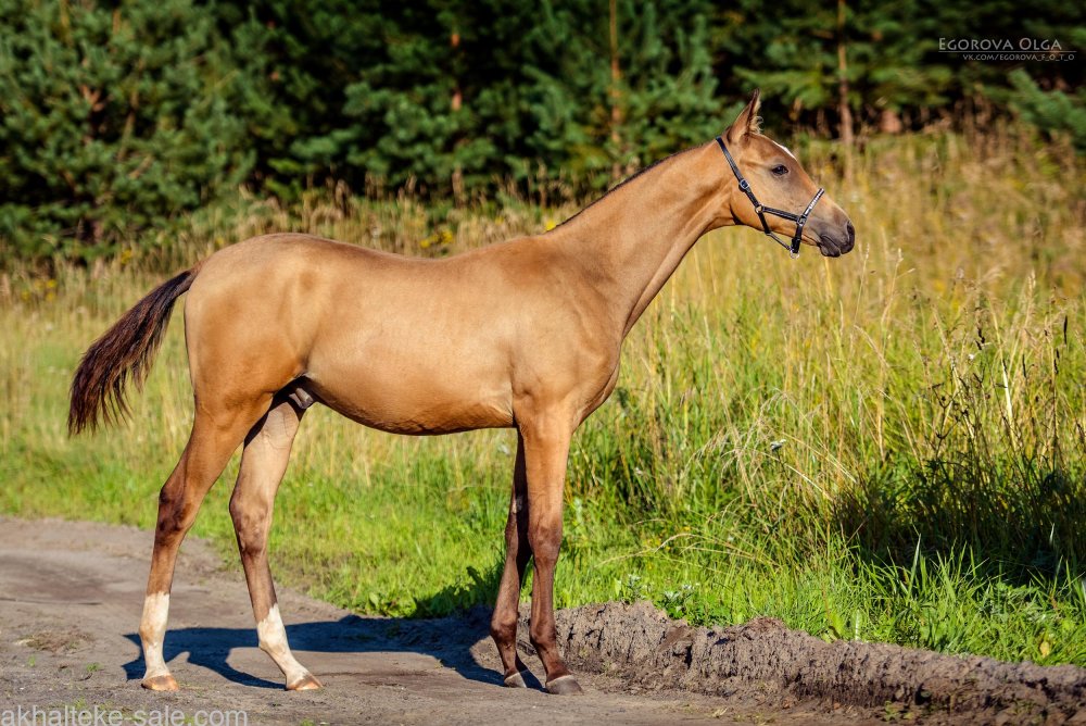 Ахалтекинская лошадь рыжая