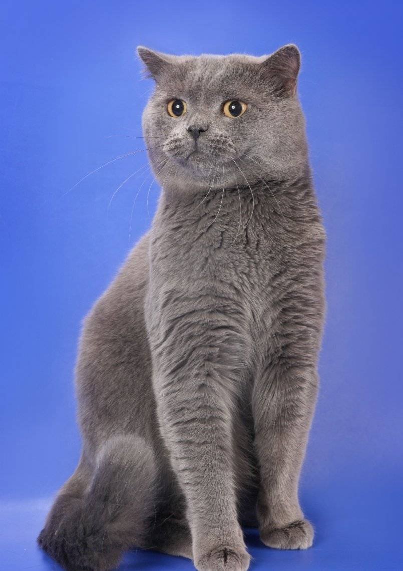 Шотландский скотишишь страйт