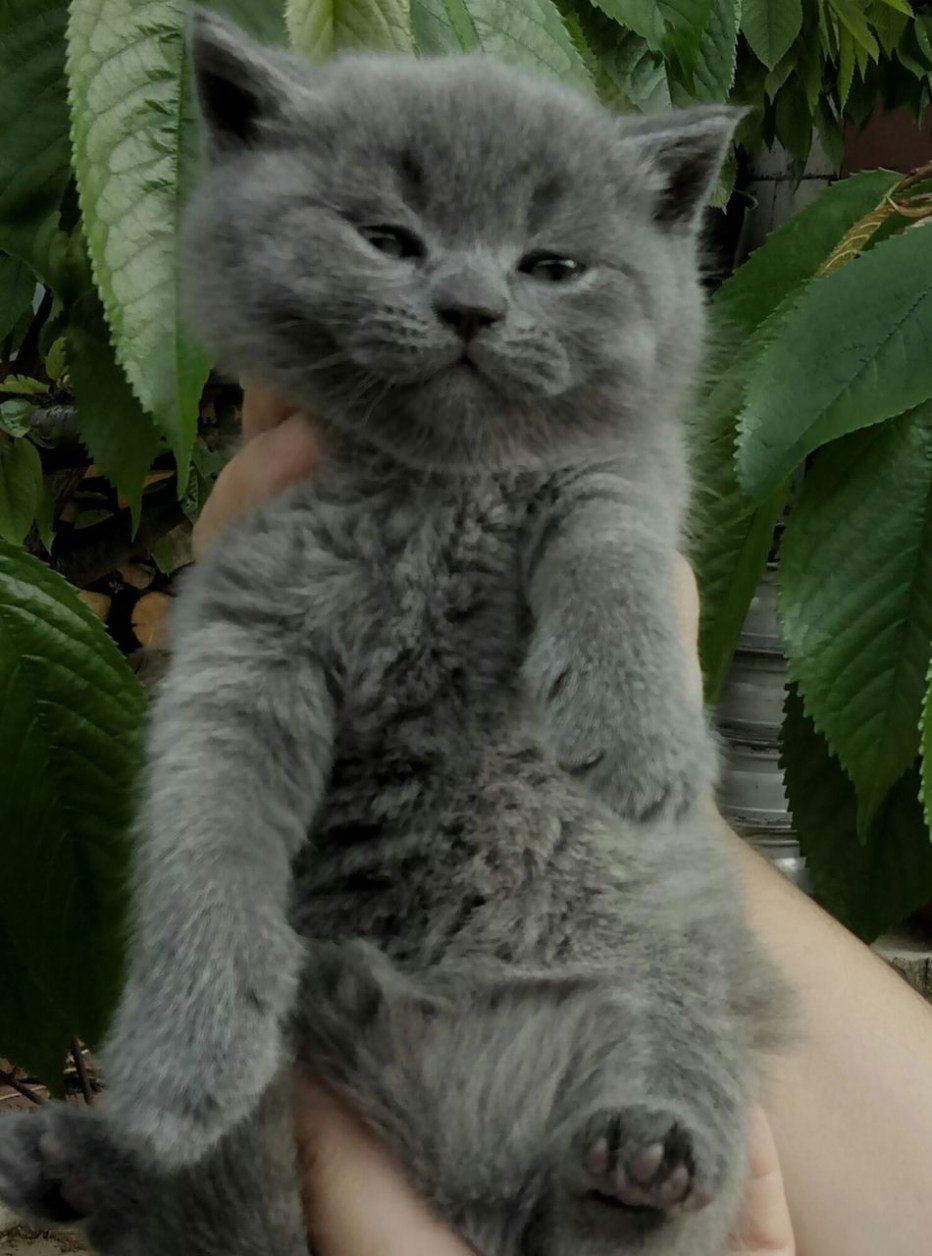 Шотландский серая кошка прямоухий