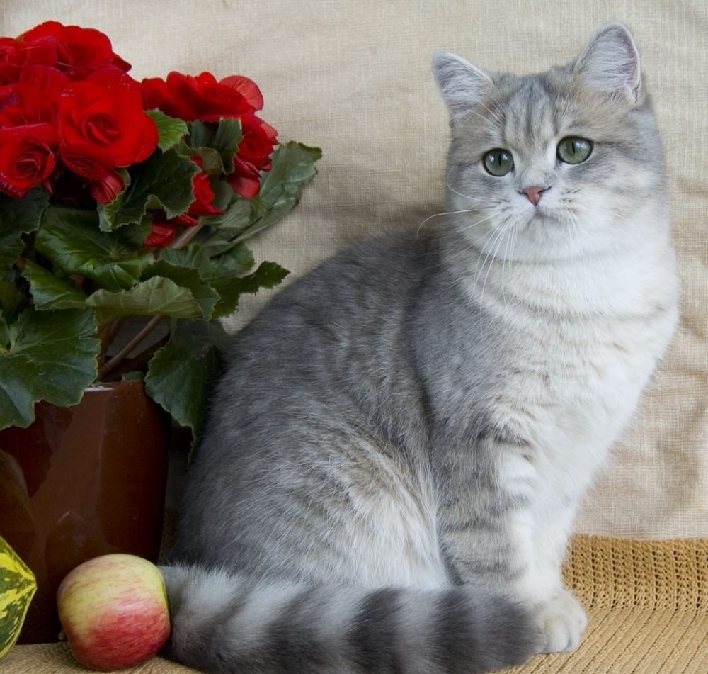 Шотландская прямоухахая.шиншилла