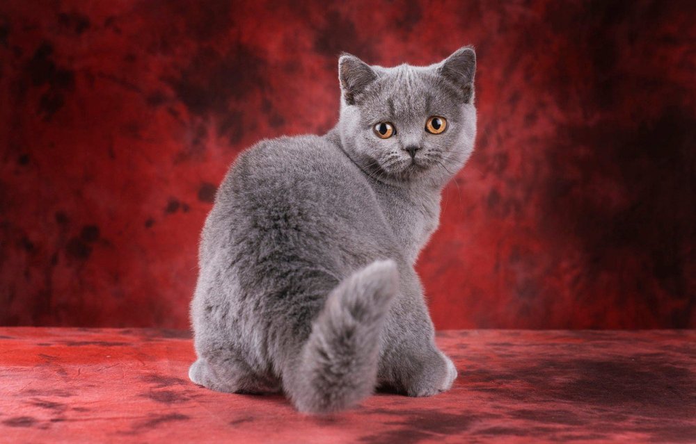 Шотландская кошка прямоухая серая