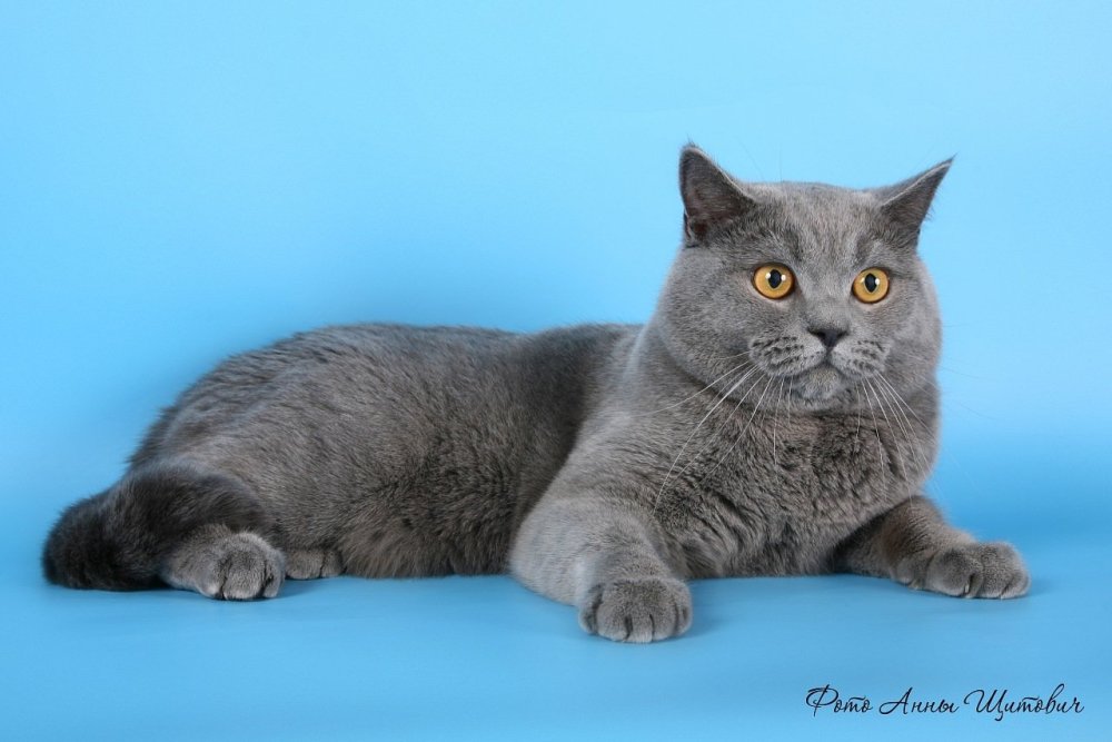 Шотландская прямоухая серо голубая кошка