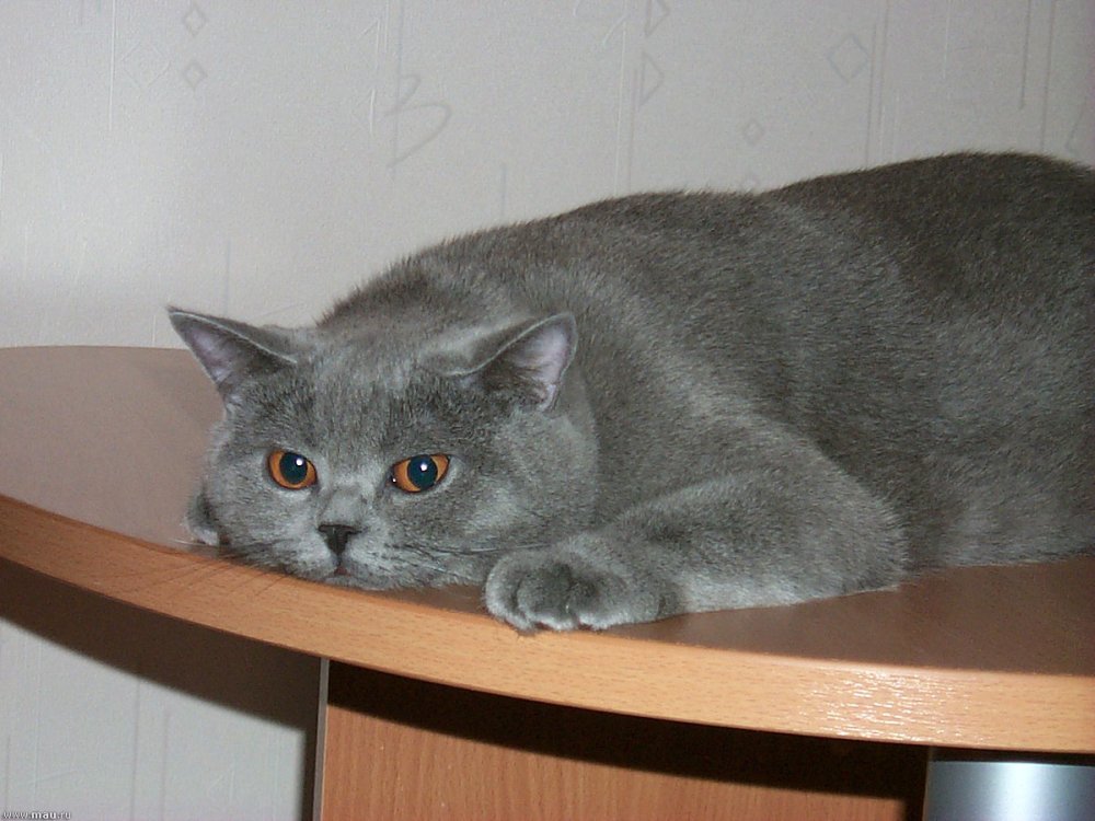 Британские кошки серые прямоухие