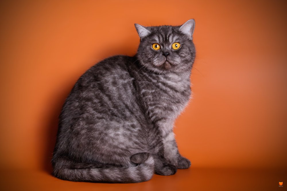 Британская кошка дымчатого окраса