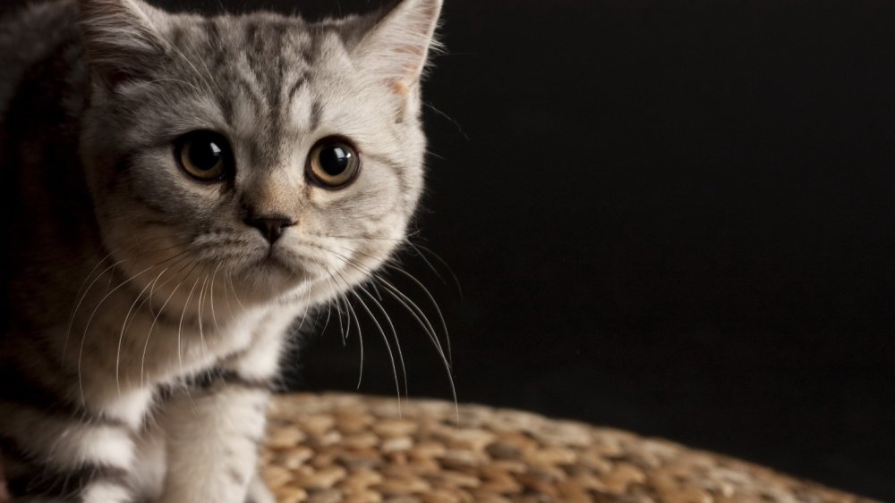 Котики на рабочий стол