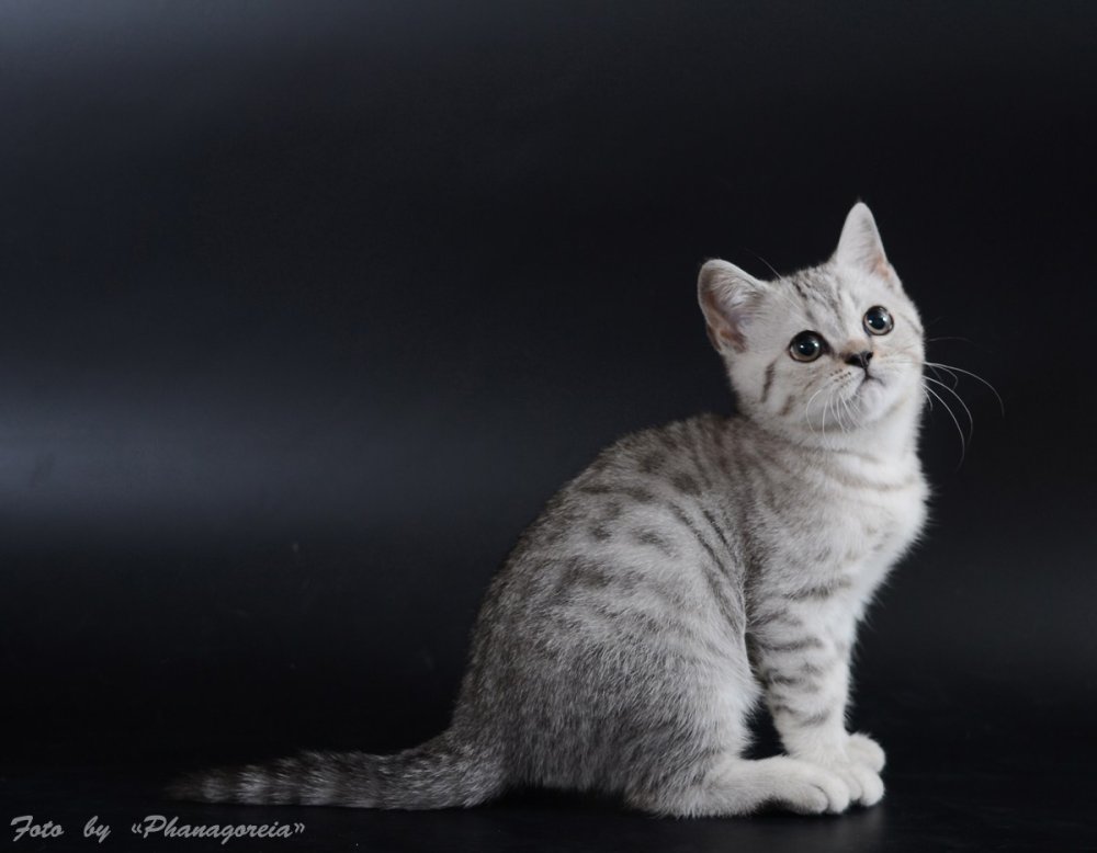 Шотландская скоттиш страйт серебристый