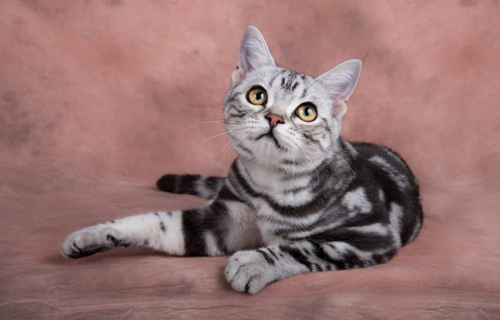 Шотландский прямоухий полосатый кот