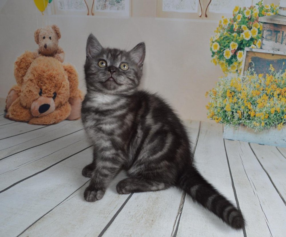 Шотландский скоттиш страйт черный