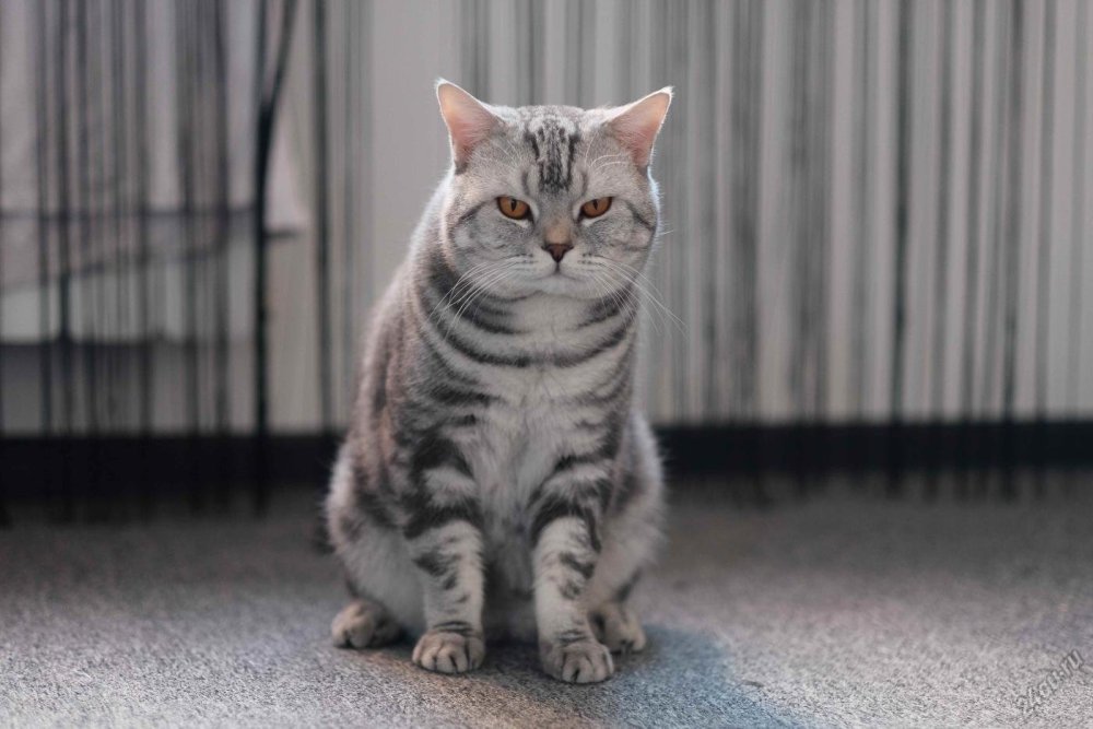 Скоттиш-страйт Шотландская прямоухая вискас