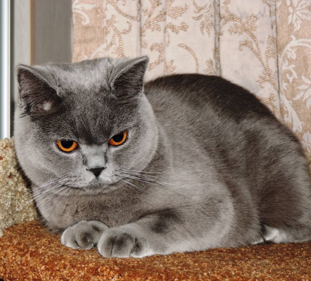 Шотландский скоттиш страйт