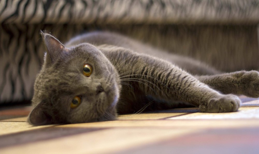 Скоттиш страйт на рабочий стол