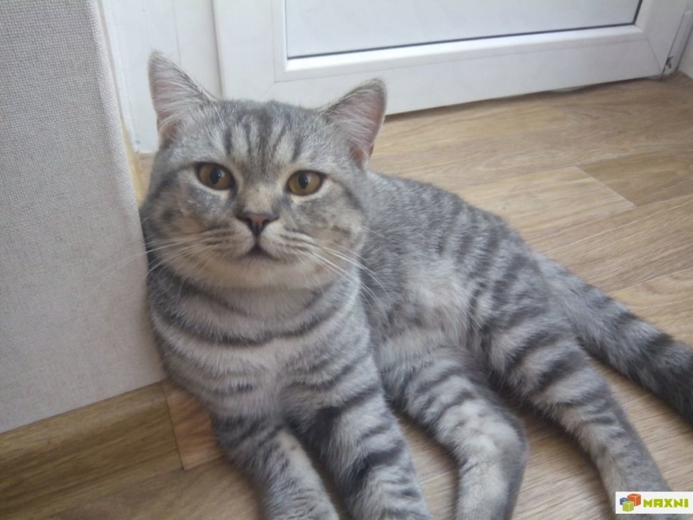 Британский скоттиш страйт полосатый