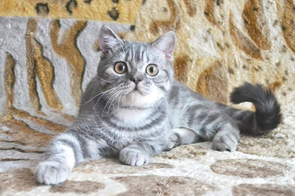 Шотландская прямоухая серый мрамор