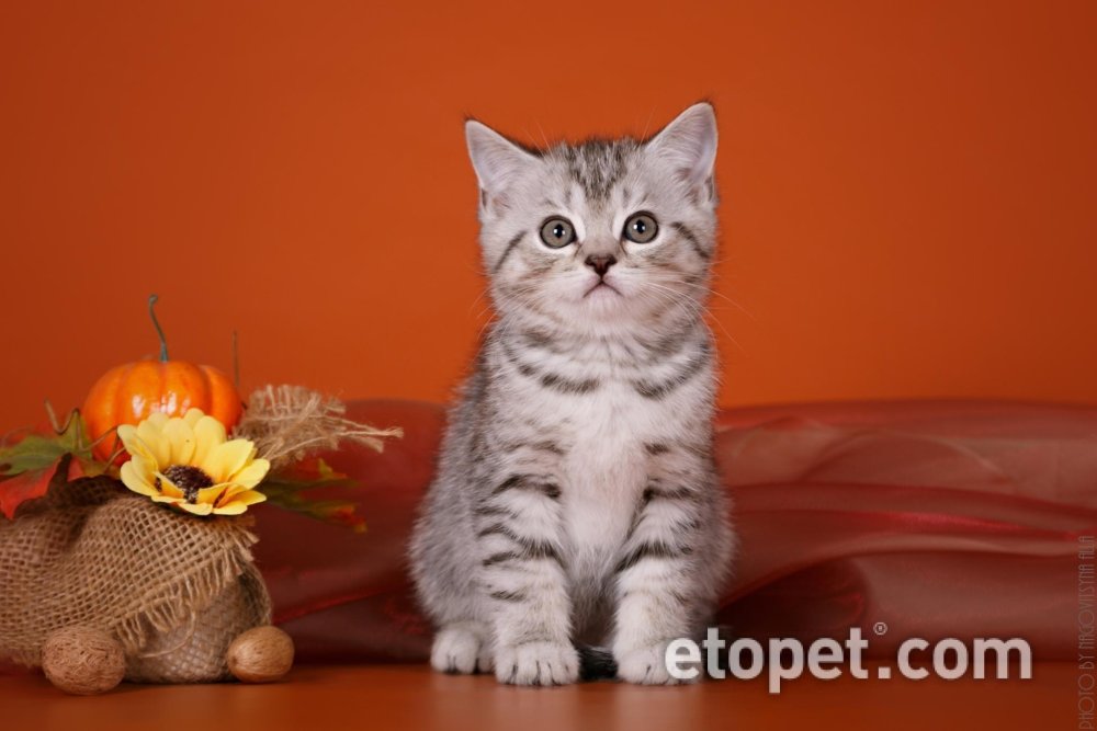 Скоттиш-страйт Шотландская прямоухая