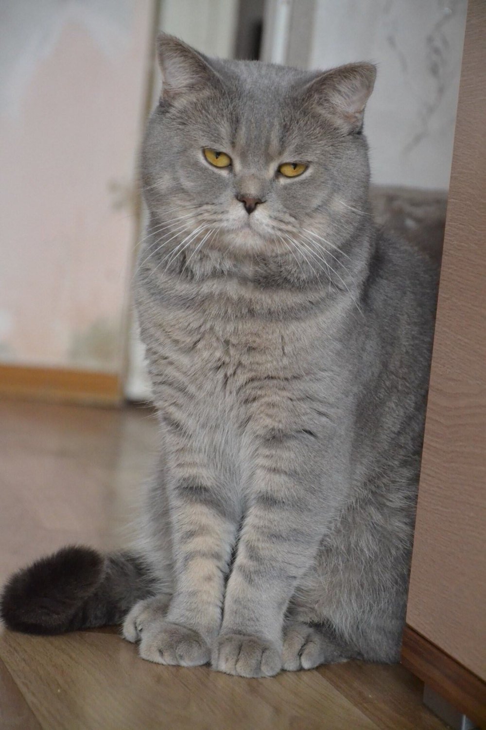 Шотландский кот прямоухий серый