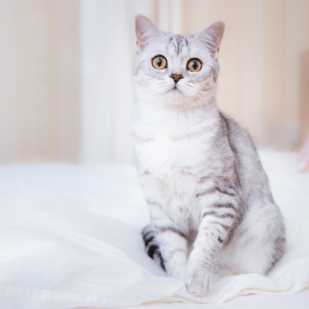 Британский короткошерстный кот полосатый