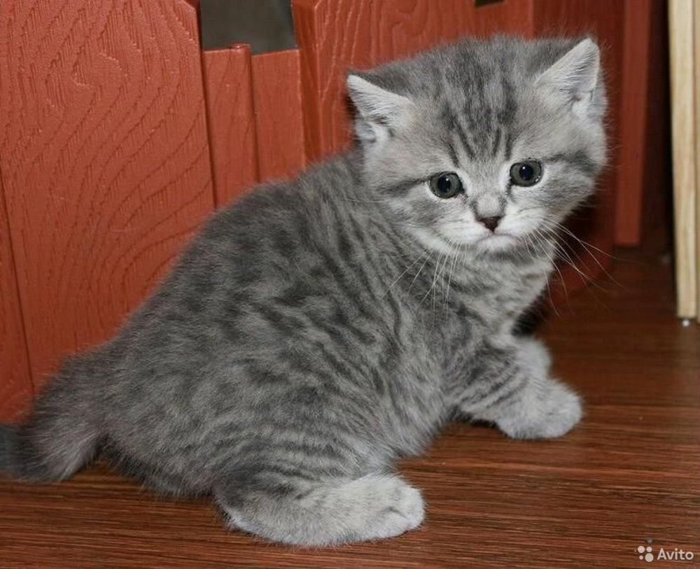 Шотландский котенок прямоухий серый